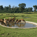 कृत्रिम पोखरी बाँके निकुञ्ज