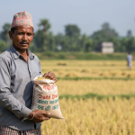 चैते धान समर्थन मूल्य