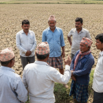 रौतहट धान रोपाइँ