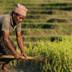बेलायत नेपाल सहयोग