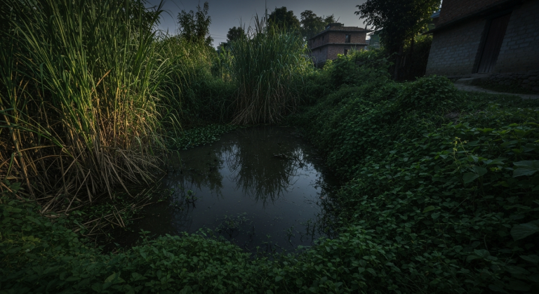 आयातित औलो