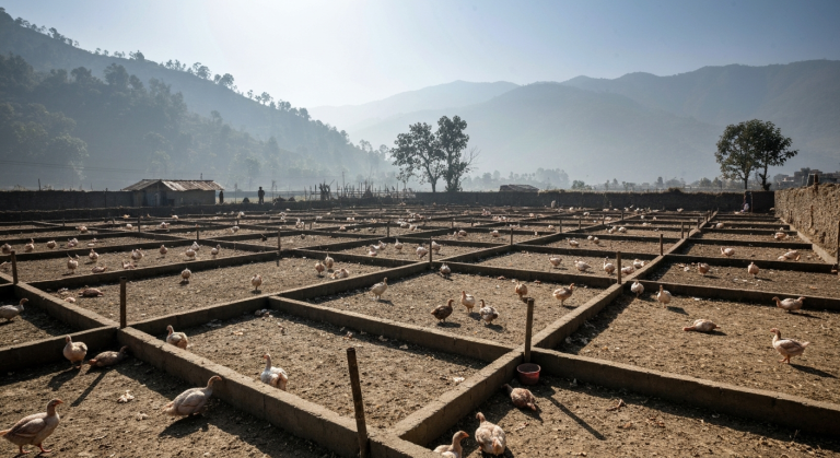 बर्ड फ्लु कोशी