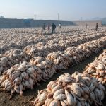 बर्डफ्लू कोशी प्रदेश