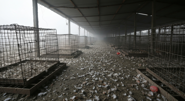 बर्ड फ्लु कोशी