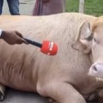 गुलाबी अल्बिनो भैंसी