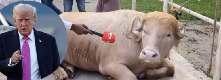 गुलाबी अल्बिनो भैंसी