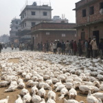 चितवन बर्ड फ्लू