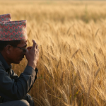 समर्थन मूल्य