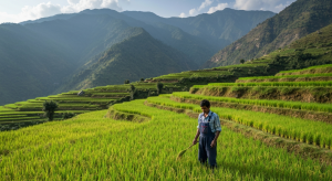 कृषि बिमा