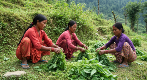 अल्लोबाट आम्दानी