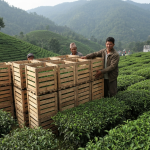 नेपाली चिया निर्यात