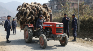 चौँरीको पुच्छर