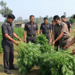 सुनसरी लागुऔषध बरामद