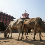 गाईवस्तु कुटपिट सर्वोच्च आदेश