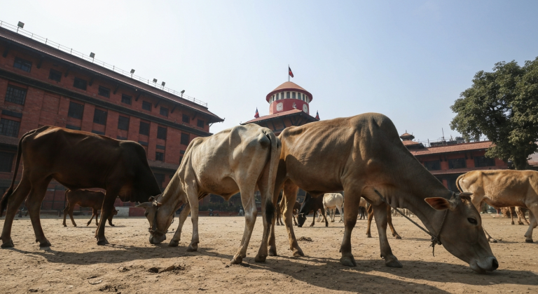 गाईवस्तु कुटपिट सर्वोच्च आदेश