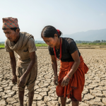 धान रोप्ने सिजन