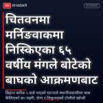 चितवन बाघ आक्रमण