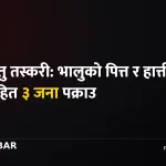 वन्यजन्तु तस्करी, भालुको पित्त
