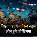 कोरल चट्टानहरू