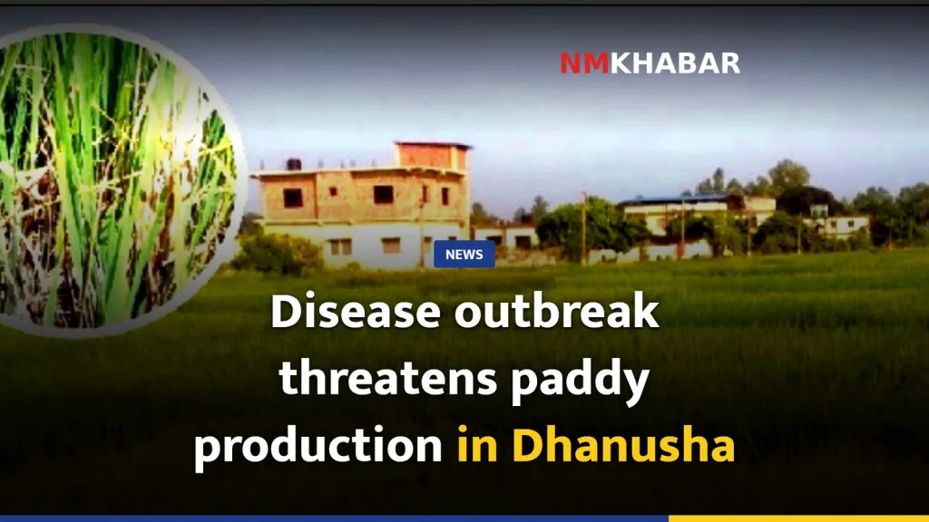 Disease outbreak threatens paddy production in Dhanusha