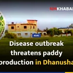 Disease outbreak threatens paddy production in Dhanusha