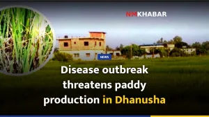 Disease outbreak threatens paddy production in Dhanusha