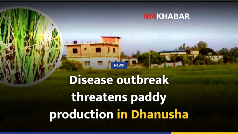 Disease outbreak threatens paddy production in Dhanusha