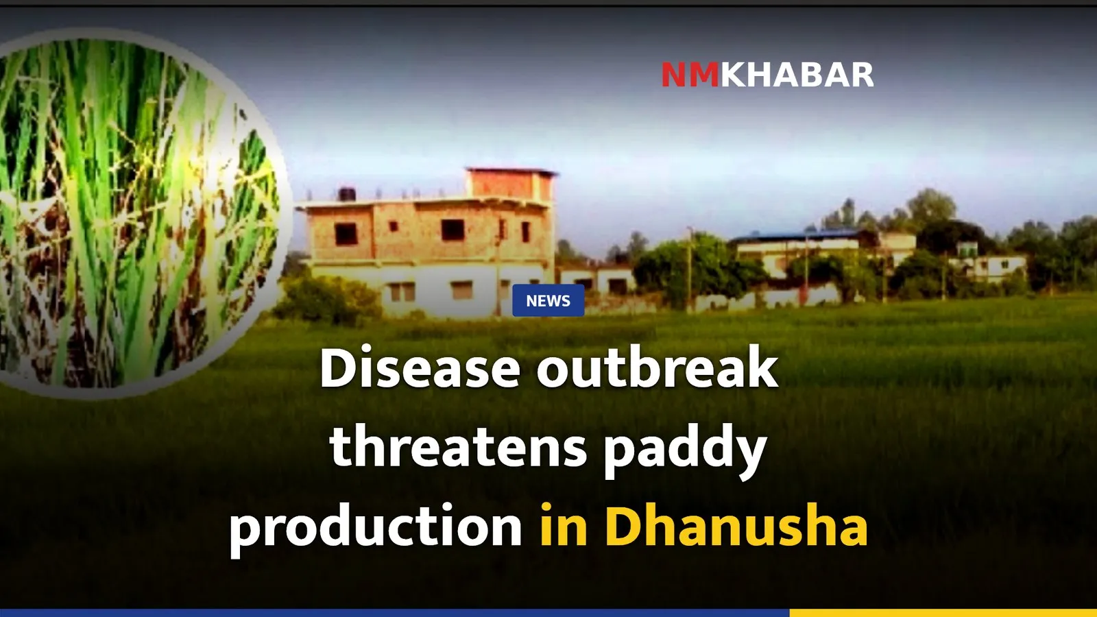 Disease outbreak threatens paddy production in Dhanusha