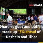Dharan's goat and buffalo trade up 15% ahead of Dashain and Tihar