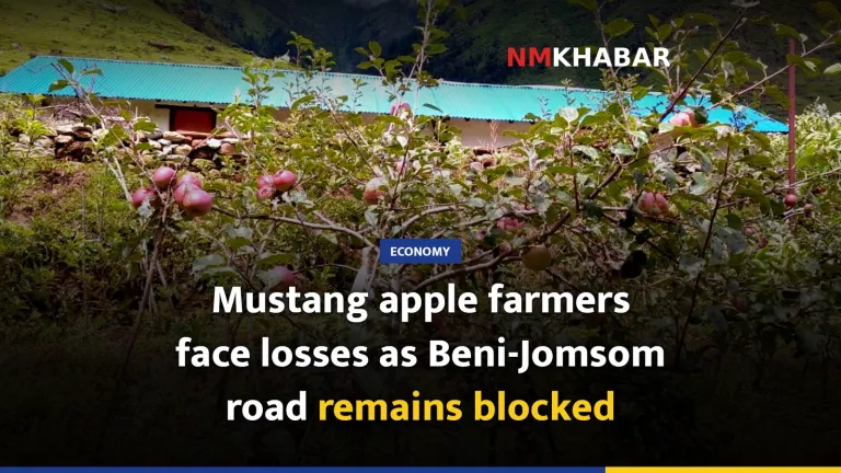 Mustang apple farmers face losses as Beni-Jomsom road remains blocked