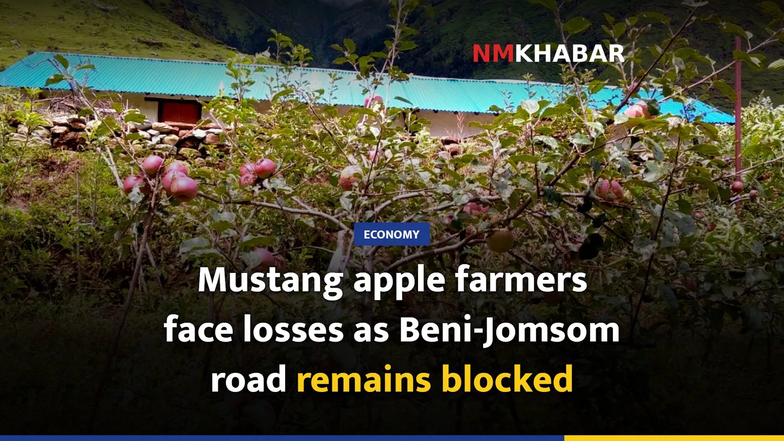 Mustang apple farmers face losses as Beni-Jomsom road remains blocked