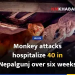 Monkey attacks hospitalize 40 in Nepalgunj over six weeks