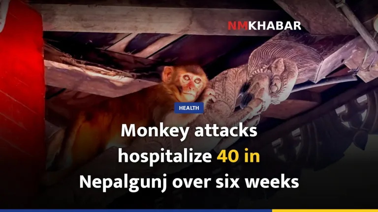 Monkey attacks hospitalize 40 in Nepalgunj over six weeks