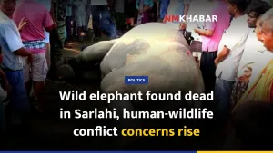 Wild elephant found dead in Sarlahi, human-wildlife conflict concerns rise