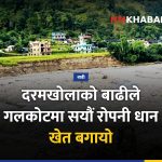 गलकोट बाढी, धानखेत क्षति