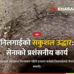 गणेशमान चारनाथ निलगाई