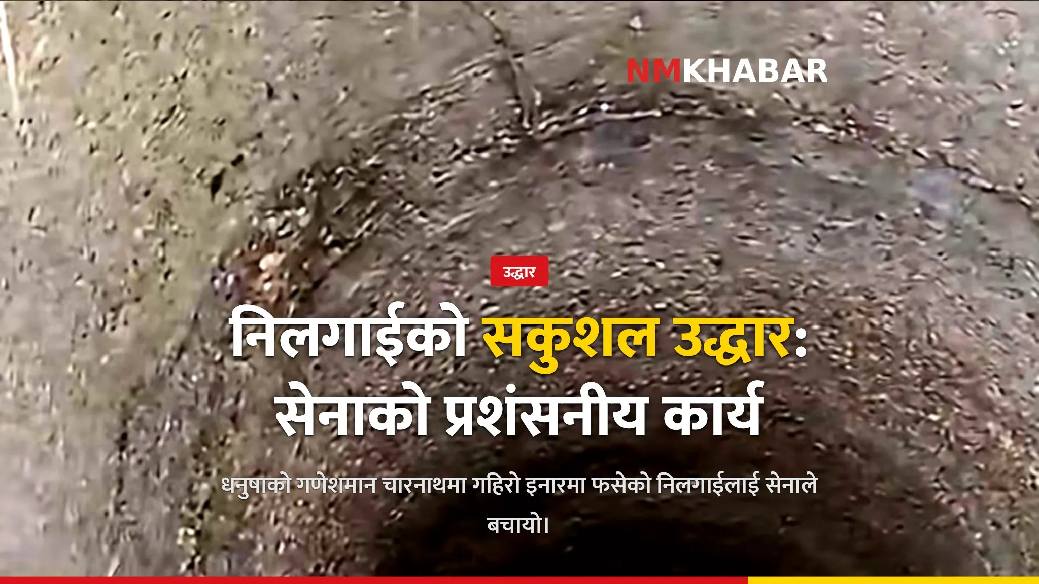 गणेशमान चारनाथ निलगाई