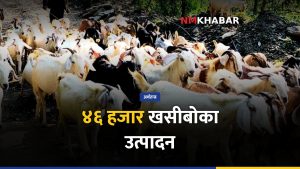 गुल्मी खसीबोका कारोबार