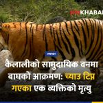 बाघको आक्रमण कैलाली