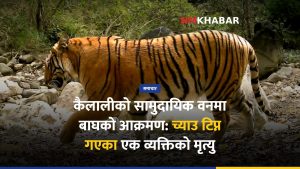 बाघको आक्रमण कैलाली