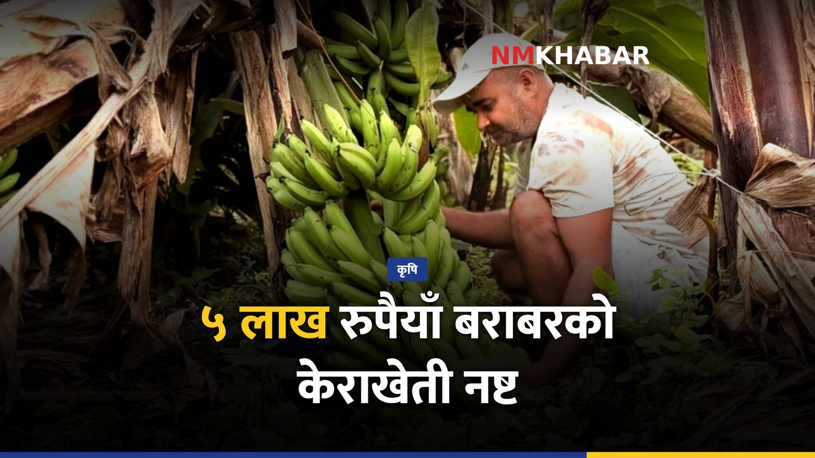 केराखेती क्षति, कृषि बीमा, कञ्चनपुर