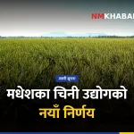 उखु खेती, चिनी उद्योग, मधेश किसान
