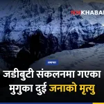 जडीबुटी, मुगु, मिमी पाटन