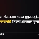 मुगु यार्सागुम्बा