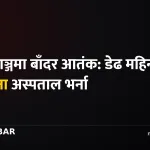 नेपालगञ्ज बाँदर आतंक